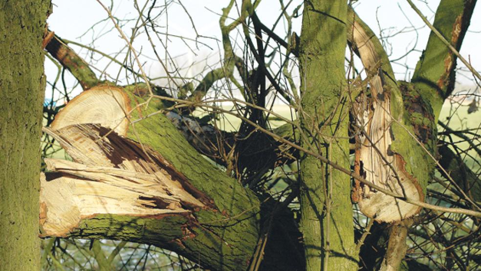 Wüst sieht es am Ostrand des Hesseparks in Weener aus. Auf mehreren Hundert Metern wurden Eichen auf einem kleinen Wall beschnitten und zum Teil gefällt. Park-Eigentümer Jan Timmer hat Anzeige wegen Sachbeschädigung erstattet. © Foto: Szyska