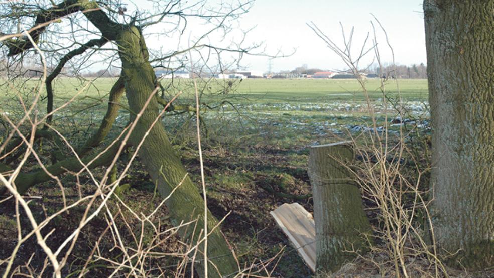 Rund 30 alte Eichen am östlichen Rand des Hesseparks wurden beschnitten und zum Teil gefällt. Die Baumreihe steht genau auf der Grundstücksgrenze. © Foto: Szyska