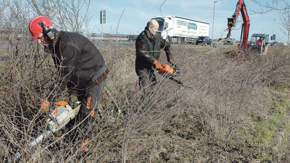 Arbeiter der Firma Boekhoff aus Filsum haben gestern mit Fäll- und Rodungsarbeiten auf Bingumer Seite der Jann-Berghaus-Brücke begonnen. © Foto: Szyska