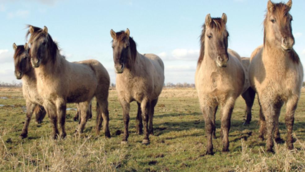 Einige Wildpferde hat der Naturschutzbund auf die Weideflächen in Coldam umgesiedelt. © Foto: Archiv