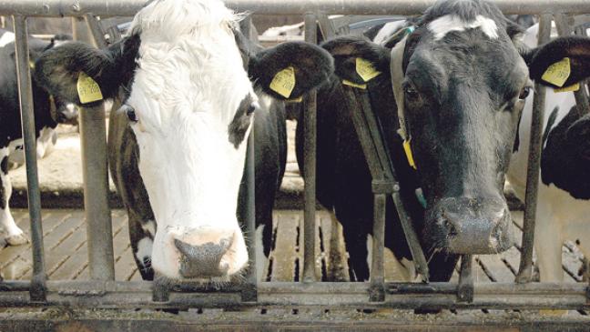 Bauern dürfen ohne Limit melken