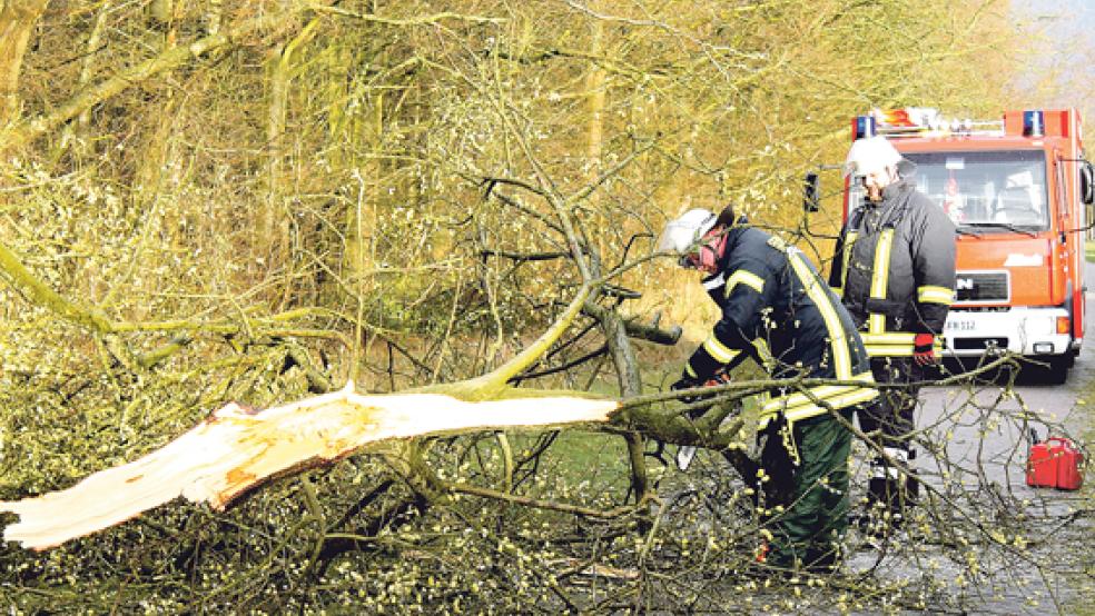 Im Stadtwald in Holthusen stürzte ein Baum auf den Fahrradweg. Die Feuerwehr rückte mit der Motorsäge an. © Foto: Rand