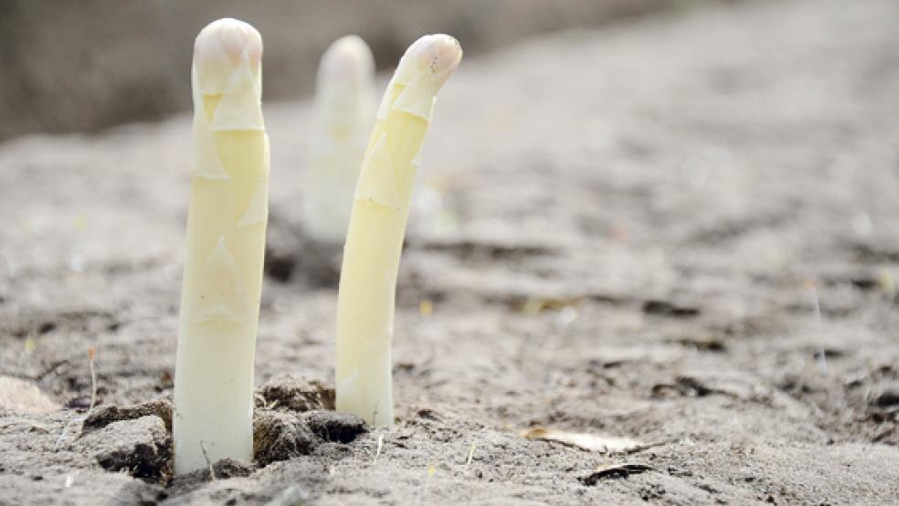 Die Spitzen brechen sich durch die Erddämme, die Spargelzeit im Rheiderland hat begonnen. © Foto: Hanken