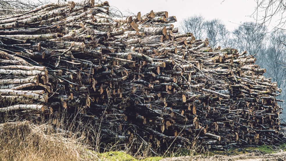 Über 1000 Birkenstämme türmen sich auf einem Feld vor dem Wymeerster Hochmoor. Auch wenn es auf den ersten Blick nicht danach aussieht - es ist eine Maßnahme zur Pflege des Naturschutzgebietes. © Foto: de Winter