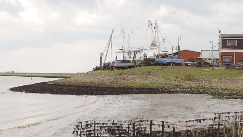 Im Bereich der Bültjer Werft in Ditzum muss die Befestigung des Emsufers auf einer Länge von rund 100 Metern saniert werden. Die Arbeiten sollen noch in diesem Jahr beginnen. © Foto: Hoegen