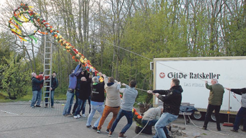 Das Aufrichten des Maibaums bedeutet für die Verantwortlichen bange Minuten; doch kräftige Männer ziehen, drücken und stützen den mit Girlanden reichlich verzierten Stamm am »Knotenpunkt« in Möhlenwarf in die richtige Position.  © 