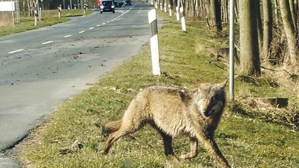 Der Wolf wanderte am 11. März an der Neuschanzer Straße in Bunde entlang und setzte seinen Weg über Wiesen am Heerenland fort. © Leserfoto: Bernhard Osterhof