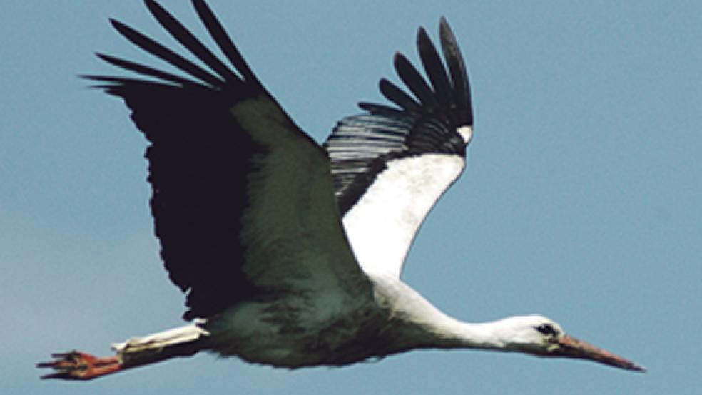 Auf Nahrungssuche für den Nachwuchs: Einer der Störche fliegt nahe des Nestes über die Ems.  © Foto: Szyska