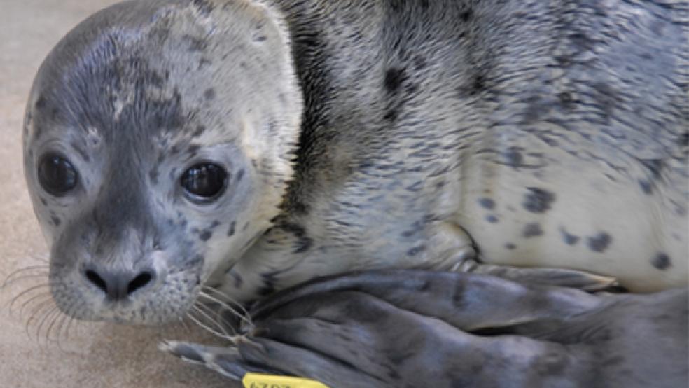 Der erste Heuler der diesjährigen Saison, in die Seehundstation nach Norddeich gebracht wurde und dort aufgepäppelt wird, wurde auf den Namen »Jule« getauft. © Foto: Seehundstation Norddeich