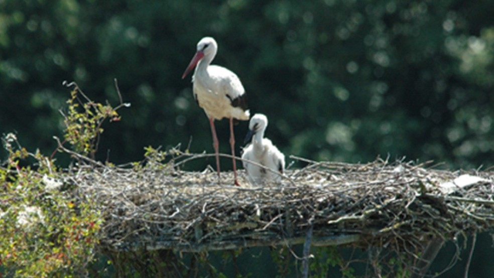 Abwechselnd bewacht das Storchenpaar sein Junges. Das andere Elternteil schafft derweil Nahrung für den flauschigen Nachwuchs heran.  © Foto: Szyska