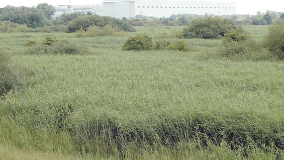 In Sichtweite der Meyer Werft (im Hintergrund) befindet sich das Naturschutzgebiet bei Vellage. Dort soll ab dem 20. Juli der Boden untersucht werden. Vorgesehen sind insgesamt rund 40 Bohrungen in einer Tiefe von bis zu fünf Metern. © Foto: Szyska