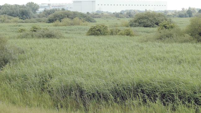 Startschuss für ersten Tidepolder