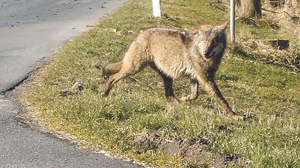 Der Wanderwolf auf seinem Weg durchs Rheiderland. Am 11. März tauchte das Tier am Heerenweg in Bunde auf (Foto). Jetzt haben Untersuchungen ergeben: Der Wolf wurde bereits im April bei einem Unfall getötet. © Leserfoto: Osterhof