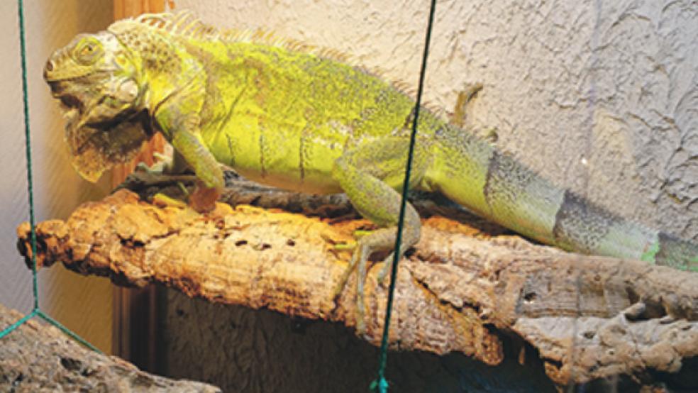Grün und schnell: Der Leguan »Gizmo« ist vor rund drei Wochen aus seinem Zuhause in der Straße »Im Felsing« in Weener entwischt. Bislang fehlt von dem 1,20 Meter langen Exoten jede Spur. © Foto: privat