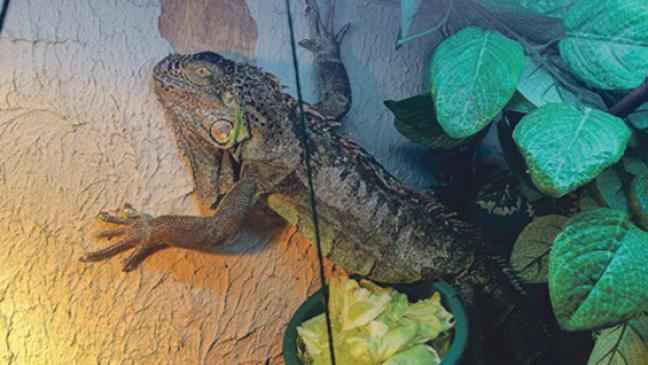 Leguan »Gizmo« lebt