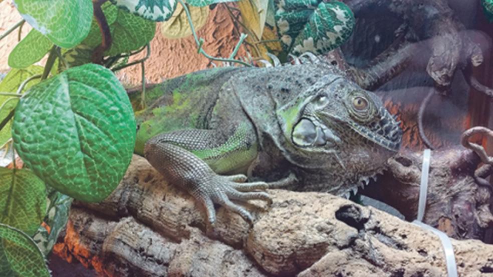 Lässt es sich wieder in seinem Terrarium gut gehen: Leguan »Gizmo«. © Foto: privat
