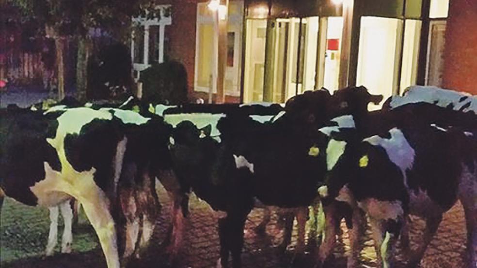 Zehn Kälber waren am Sonnabend gegen 21.30 Uhr im Ortskern von Stapelmoor unterwegs, unser Foto zeigt die Tiere vor der Sparkassen-Filiale an der Hauptstraße. © Foto: privat