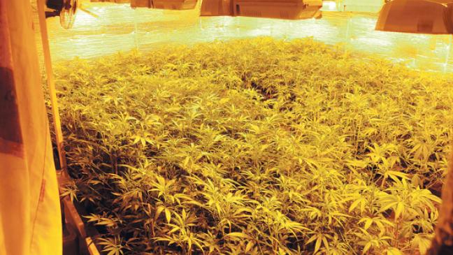 Bewährung für Drogen-Farmer
