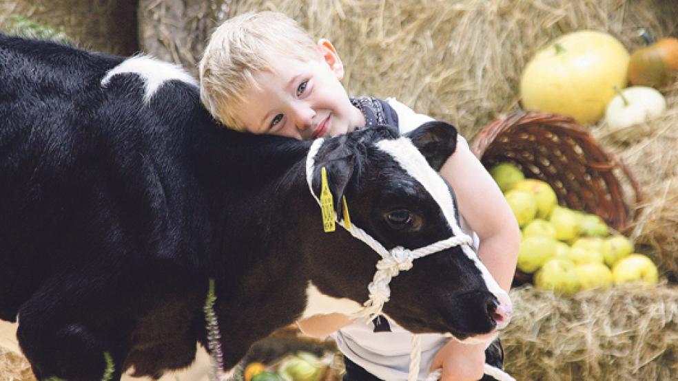 Das Vertrauen der Tiere zu den Kindern und Jugendlichen sollte beim Vorführwettbewerb stimmen - so wie in diesem Fall bei Hilko Thyen aus Klauhörn in der Gemeinde Apen. © Foto: VOSt