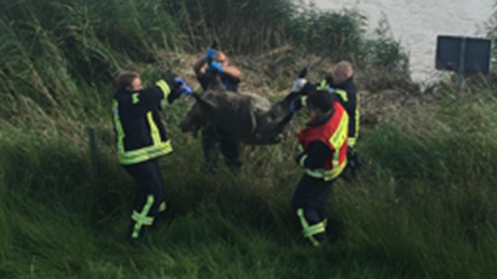 Das tote Schaf schien schon länger in der Leda zu treiben.  © Foto: Janßen/Kreisfeuerwehr