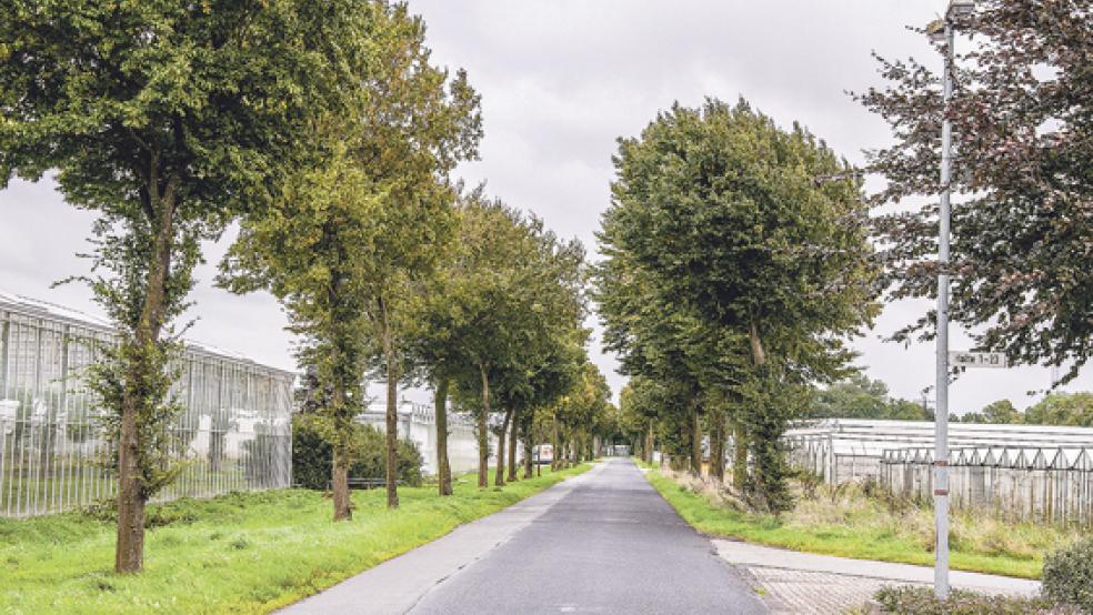 Die Bäume links und rechts der Fahrbahn machen die Hauptstraße in Halte zu einer Allee. Dadurch fällt Schatten auf die direkt angrenzenden Gewächshäuser. © Foto: de Winter