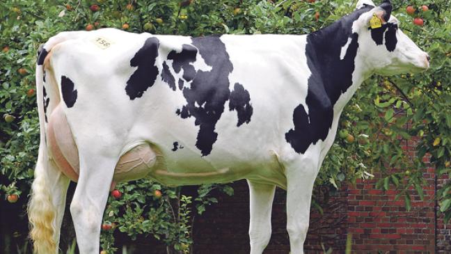 Zu viel Milch am Markt