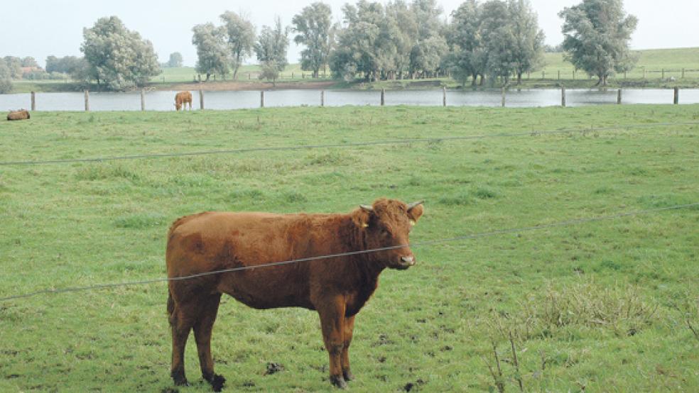 In diesem Gebiet am Süderweg im Hammrich am Emsdeich in Weener haben am Montag die Probebohrungen für den geplanten Tidepolder begonnen. Wegen der dort weidenden Bullen wurden die Arbeiten allerdings vorerst eingestellt. © Foto: Szyska