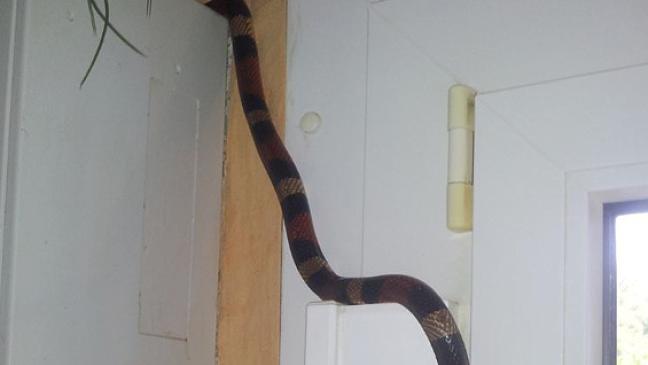 Schlange im Kleiderschrank