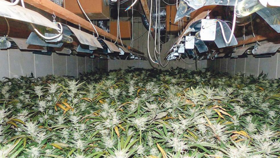 Die Drogenplantage in Flachsmeer in der Gemeinde Westoverledingen ist Geschichte. Das Gericht zog das Grundstück samt Gebäuden und allem Plantagenzubehör als Tatmittel ein. © Foto: Zollfahndungsamt Essen