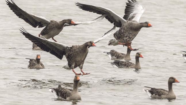 Wildgänse im Anflug aufs Rheiderland