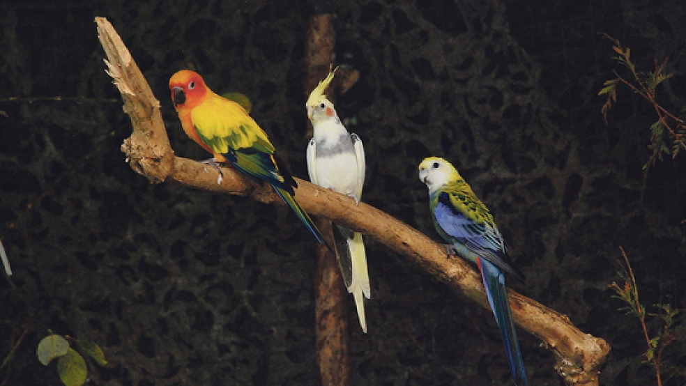 Bei der 44. Vogelschau in Weener wurden rund 300 Vögel verschiedenster Arten präsentiert. © Foto: Kuper