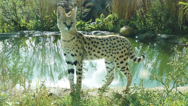 Afrikanischer  Luchs entlaufen