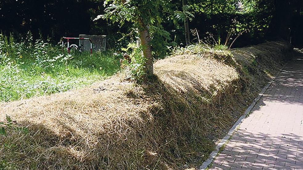 So sollte eine Wallhecke nicht aussehen. Diese Wallhecke wurde bis auf den letzten Halm gemäht und anschließend gemulcht. Dort kann sich so schnell keine typische Wallhecke mehr entwickeln.  © Foto: NABU Ostfriesland