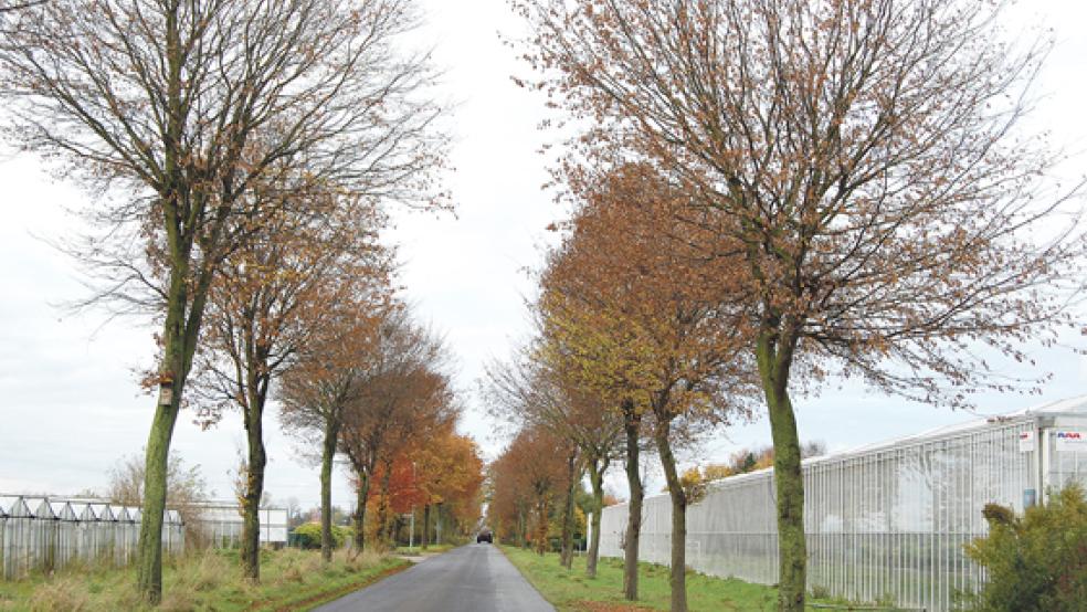 Die Baumallee in Halte im Herbst - weniger Schattenwurf, dafür fallen die Blätter. © Foto: Hoegen