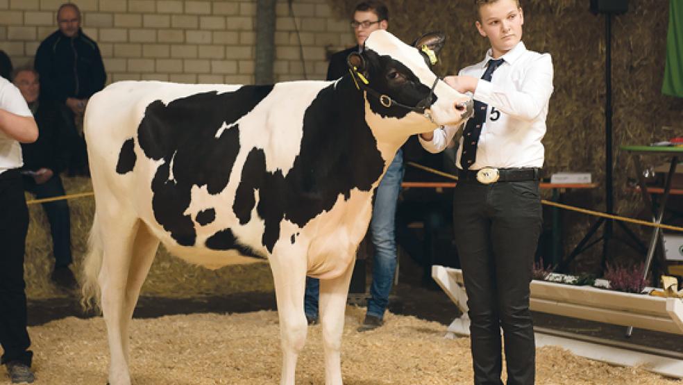 Luca Janssen vom Betrieb der Vienna GbR aus Jemgumgaste erreichte mit seinem Rind »VH Annie« beim Weser-Ems-Entscheid in Melle den zweiten Rang. © Foto: Nina Kleemann 