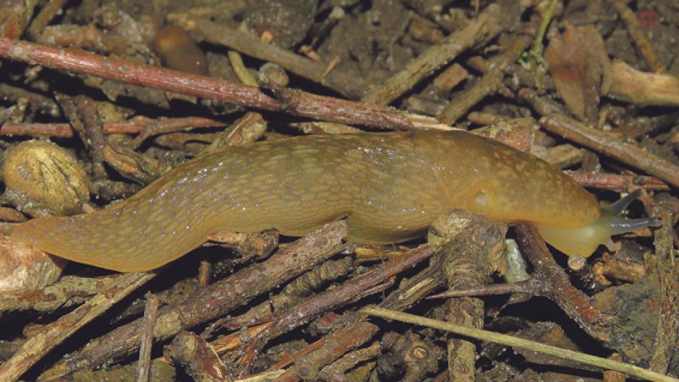 Ein Bierschnegel wurde in Greetsiel entdeckt.  © Foto: Walter Wimmer (NABU)