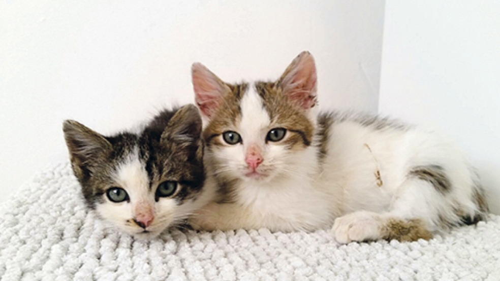 Suchen ein neues Heim: die Katzen Hannibal und Murdock aus dem Tierheim in Stapelmoor.  © Foto: privat