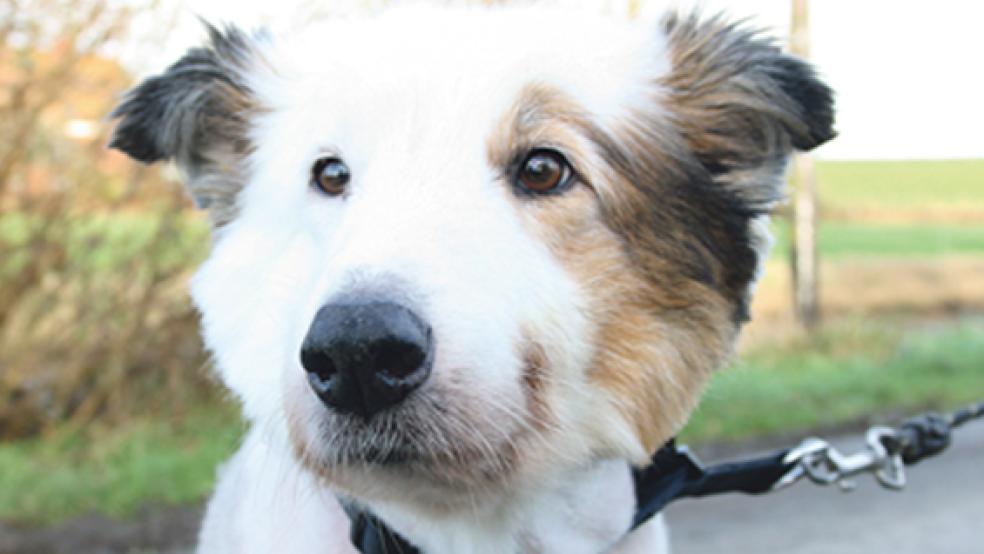 »Gismo« sucht ein neues Zuhause. © Foto: Tierschutz Rheiderland