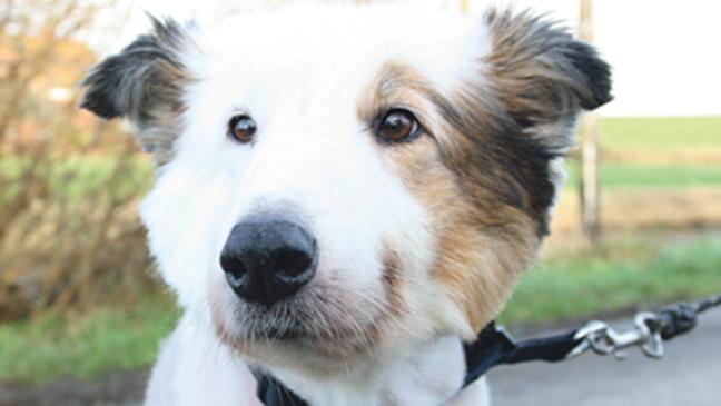 Colli-Rüde liebt Spaziergänge