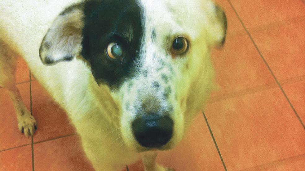 Der Rüde »Hank« sucht ein Zuhause, in dem man sich gut um ihn kümmert. © Foto: Tierschutz Rheiderland