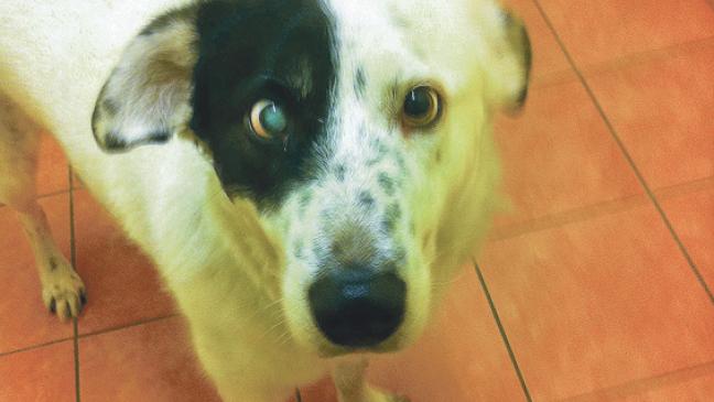 »Hank« möchte  Geborgenheit