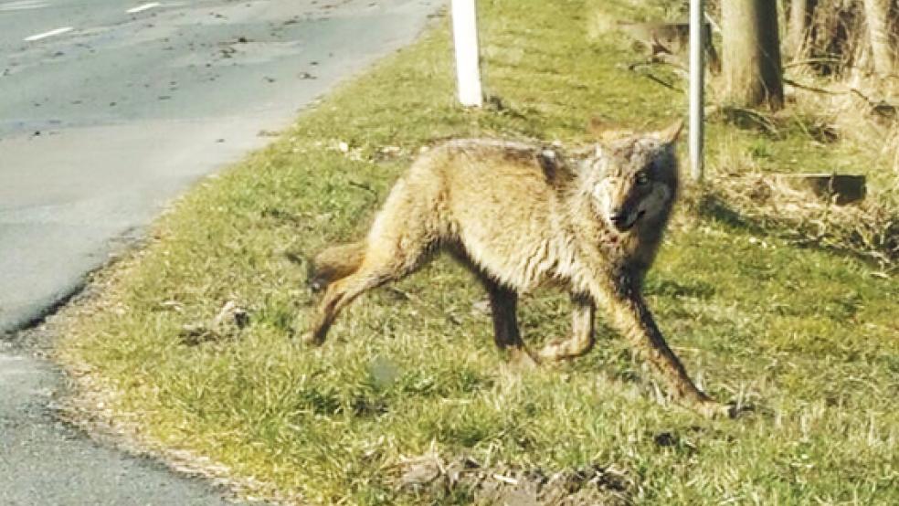 Der Wolf von Bunde (das Foto entstand am 11. März) hat offenbar einen Nachfolger. © Archivfoto: Osterhof