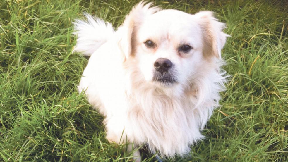Erobert die Herzen im Sturm: »Prinz Charming«. © Foto: privat