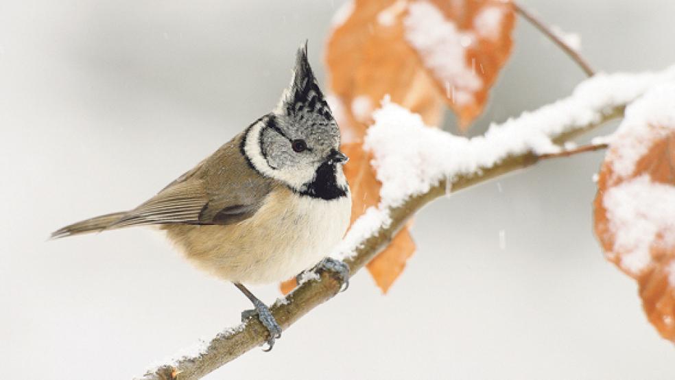 Auch diese Haubenmeise profitiert von einem richtigen Futterangebot. © Foto: NABU/Frank Derer