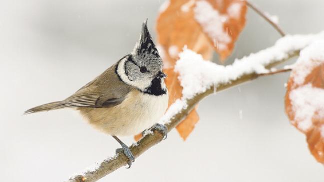 Salz im Futter für Wintervögel unbedingt vermeiden