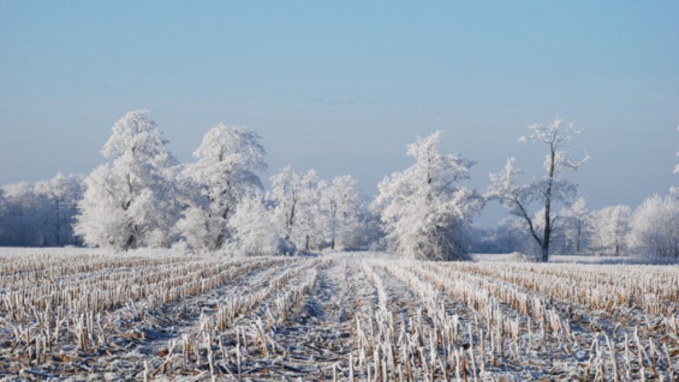 Winter-Wunderland: Wegen Eisglätte werden die Weihnachtsferien um einen Tag verlängert, der Schulunterricht im Landkreis Leer fällt am morgigen Donnerstag aus. © Archivfoto: Hoegen