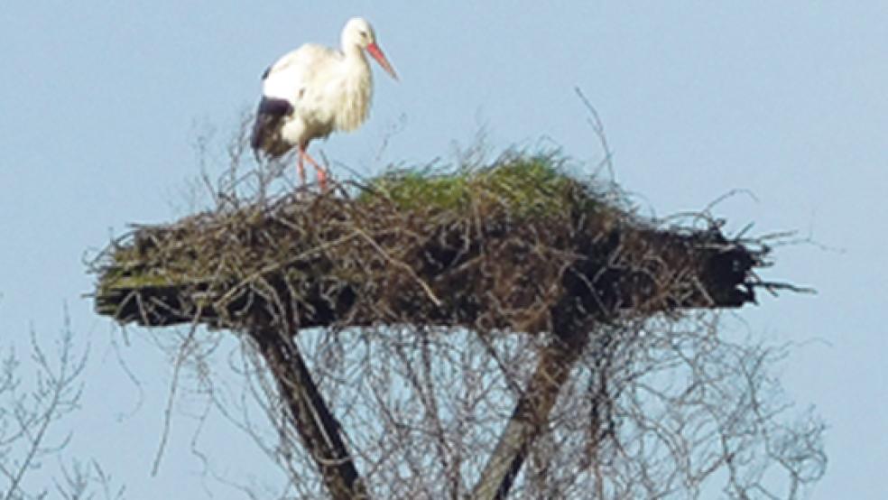 Schnappschuss vom Neujahrstag: Ein Storch auf dem Nest in Weener-Buschfeld. © Leserfoto: Rutenberg