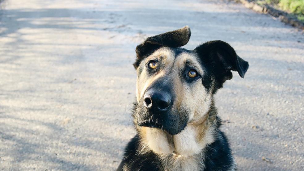 »Jaca« sucht ein neues Zuhause.  © Foto: Tierschutz Rheiderland