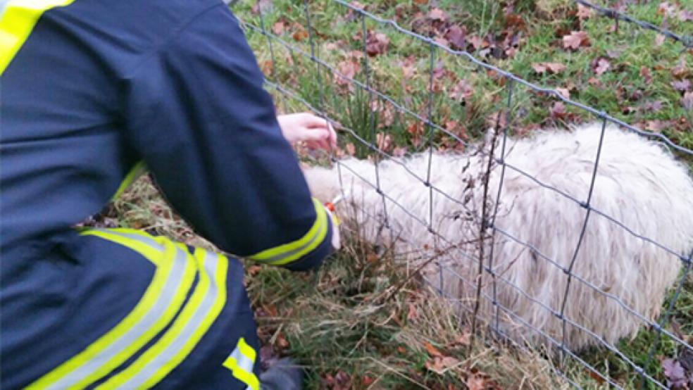 In misslicher Lage befand sich dieses Schaf in Hesel. Die Feuerwehr musste es aus dem Zaun befreien. © Foto: Kreisfeuerwehr Leer