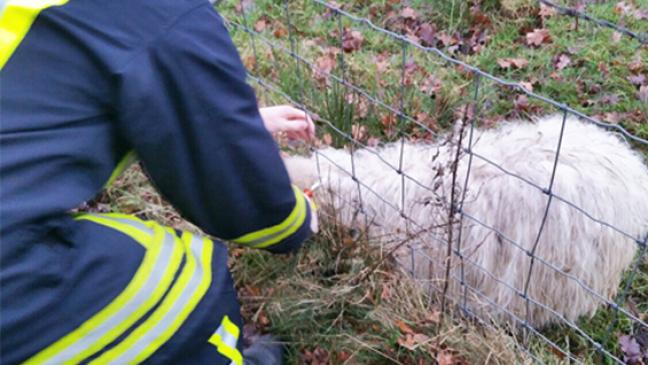 Schaf steckt mit Kopf in Zaun fest